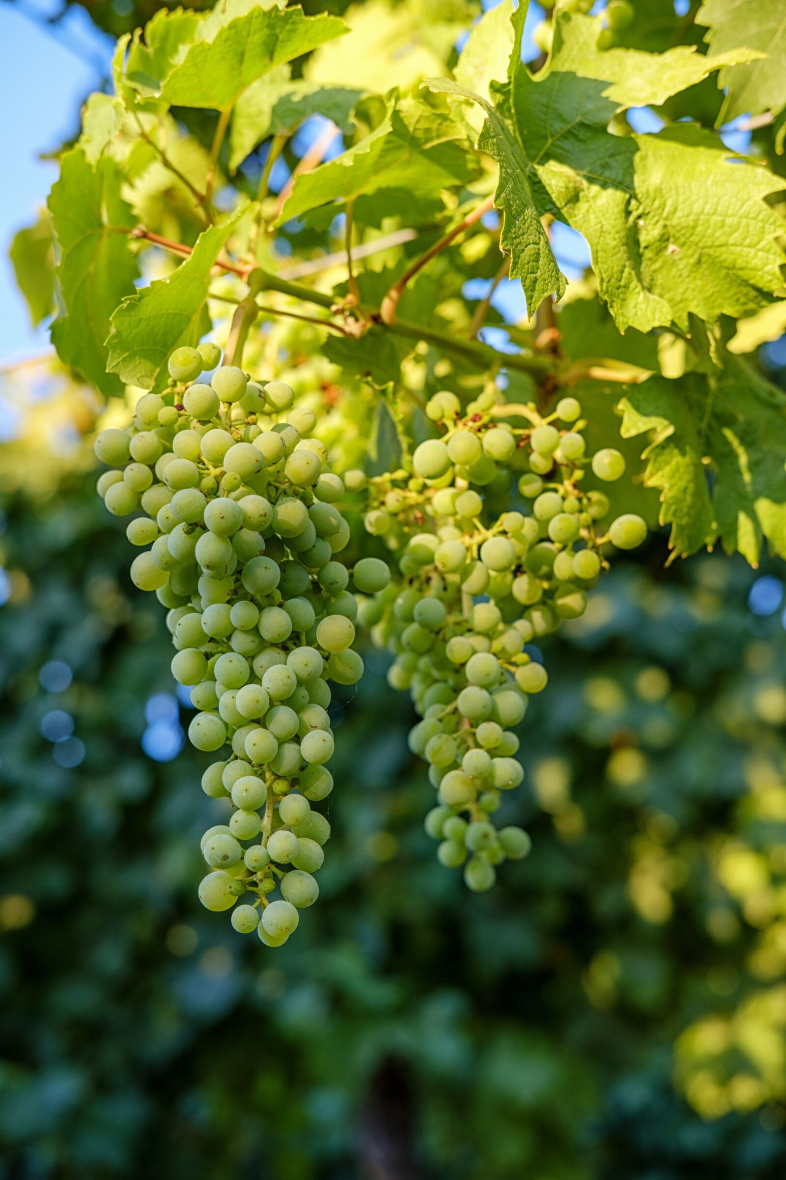Fujifilm X-T2 sample photo. Grapes, fruit, vines photography