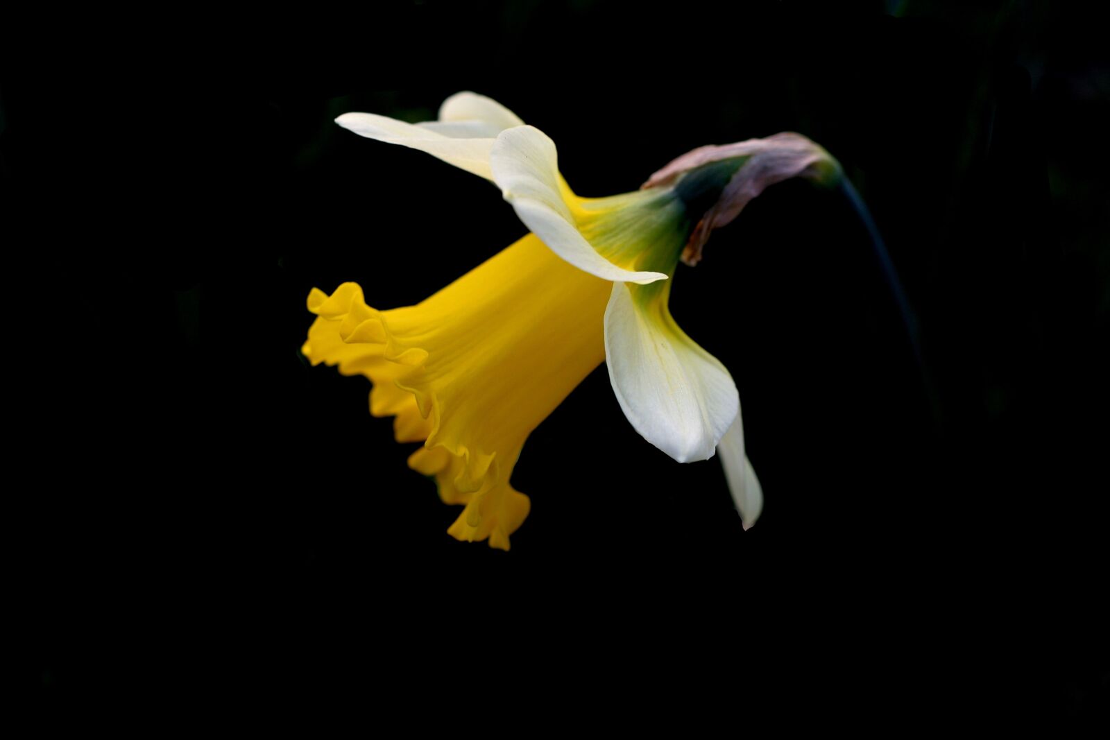 Canon EOS 350D (EOS Digital Rebel XT / EOS Kiss Digital N) sample photo. Daffodil, spring, black background photography