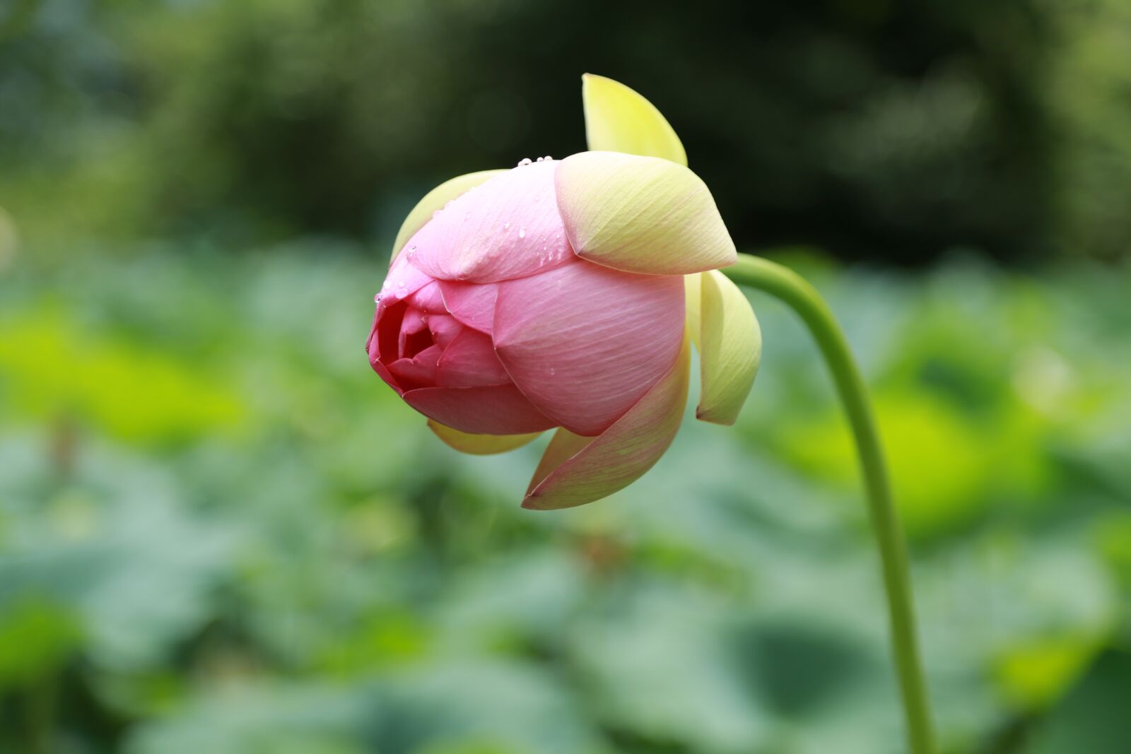 Canon EOS 6D + Canon EF 24-105mm F4L IS USM sample photo. Kite, lotus, water lilies photography