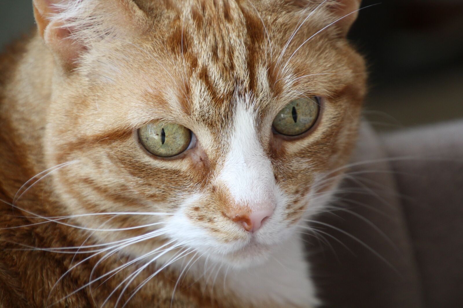 Canon EOS 450D (EOS Rebel XSi / EOS Kiss X2) sample photo. Cats, red male, red photography