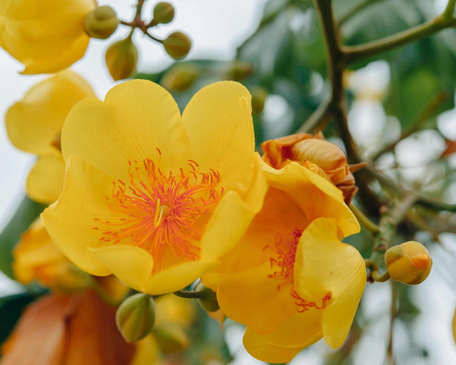 Nikon D610 sample photo. Supannika flower, flower, background photography