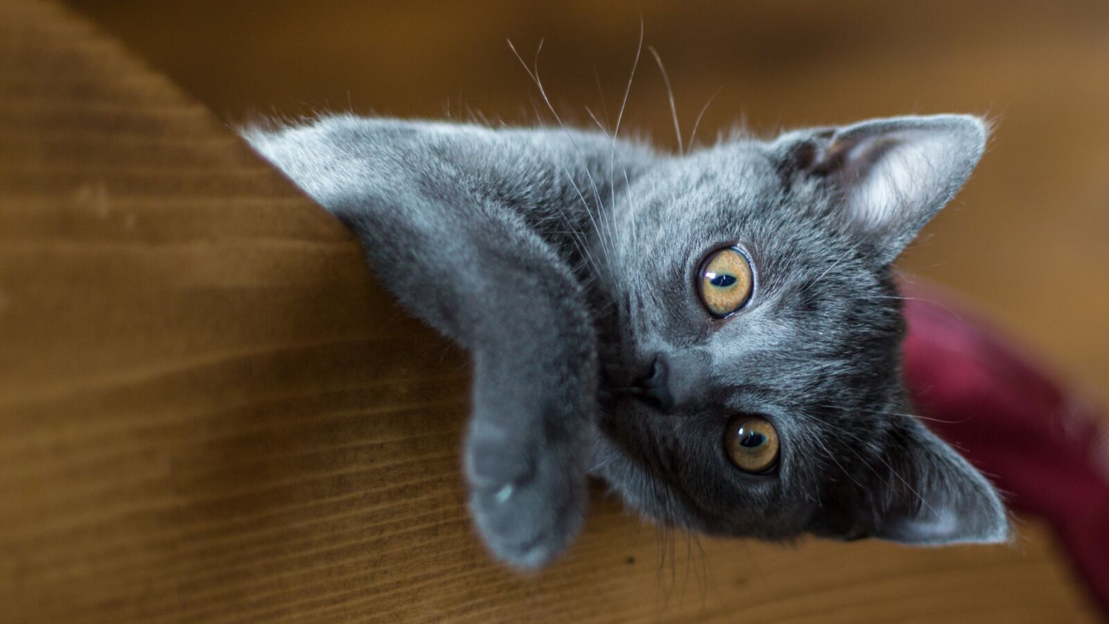 Canon EOS-1D X sample photo. Carthusian, kitten, cat photography