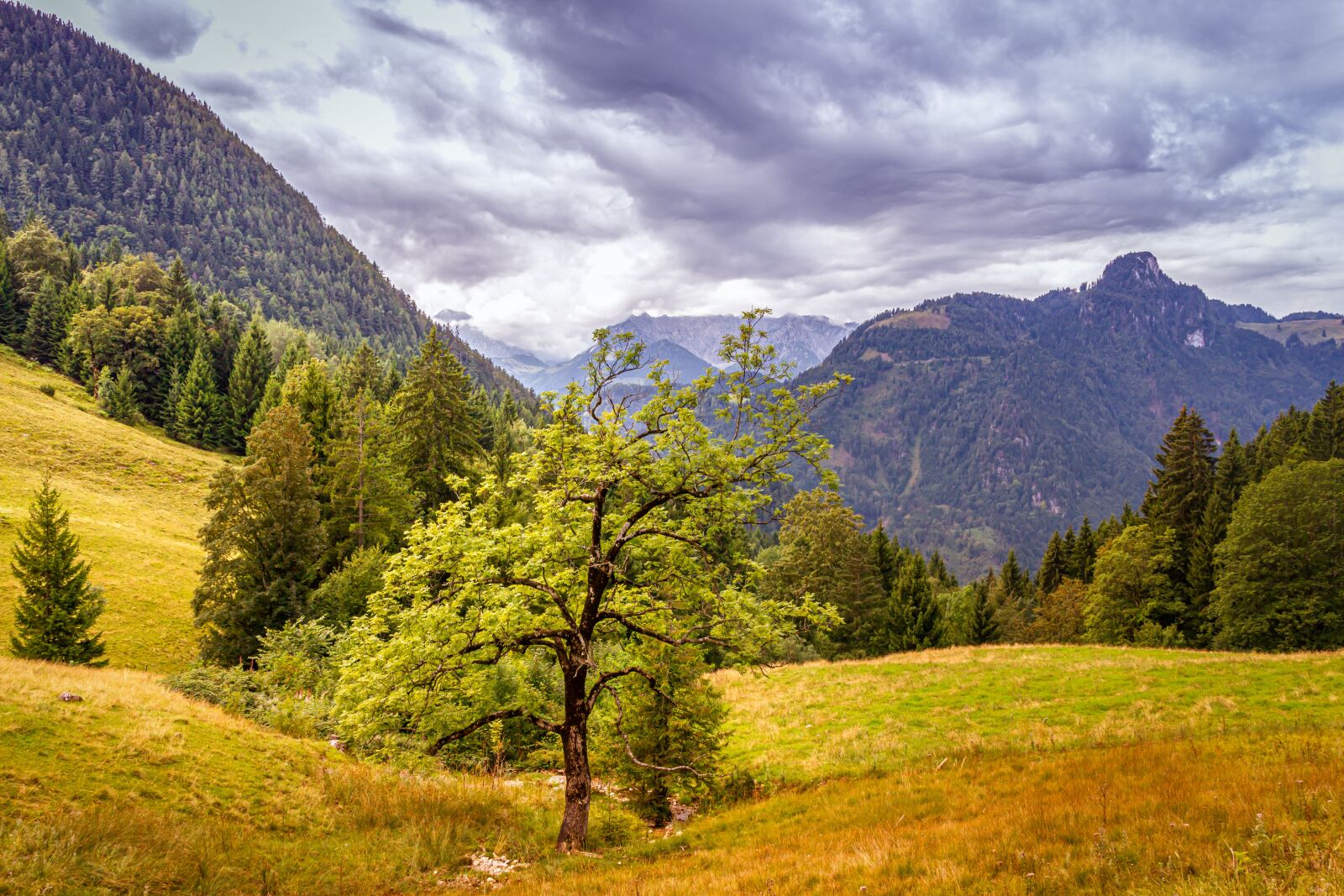 Canon EOS 550D (EOS Rebel T2i / EOS Kiss X4) sample photo. Landscape, alpine, tree photography
