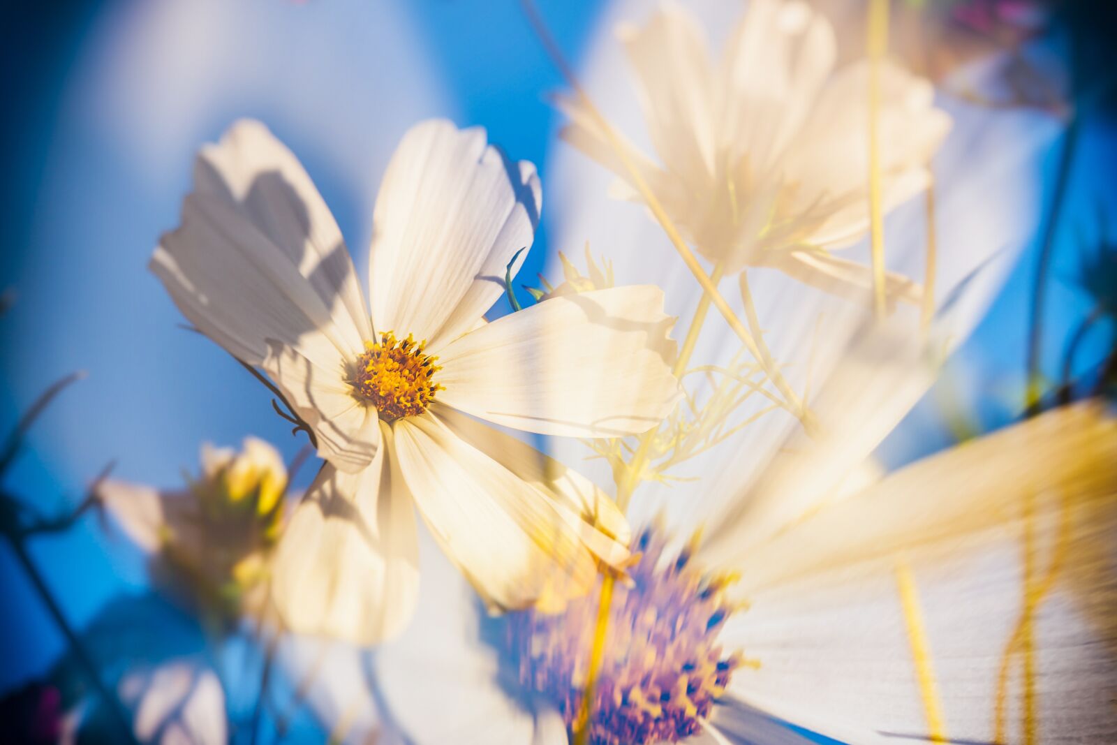 Fujifilm XF 55-200mm F3.5-4.8 R LM OIS sample photo. Cosmea, flowers, double exposure photography