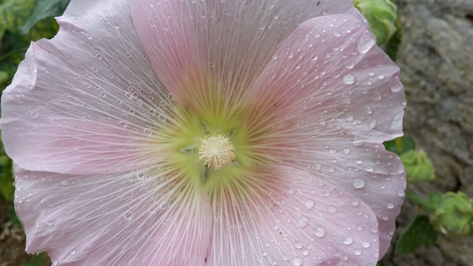 Samsung Galaxy S5 Mini sample photo. Flower, nature, plant photography