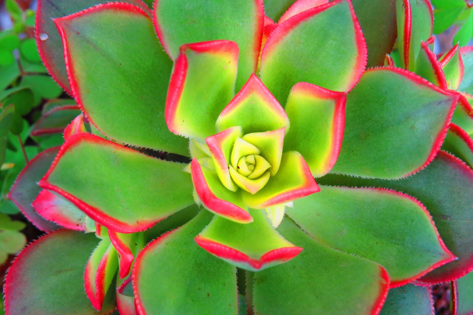 Canon PowerShot SX50 HS sample photo. Juicy, colorful, plant photography