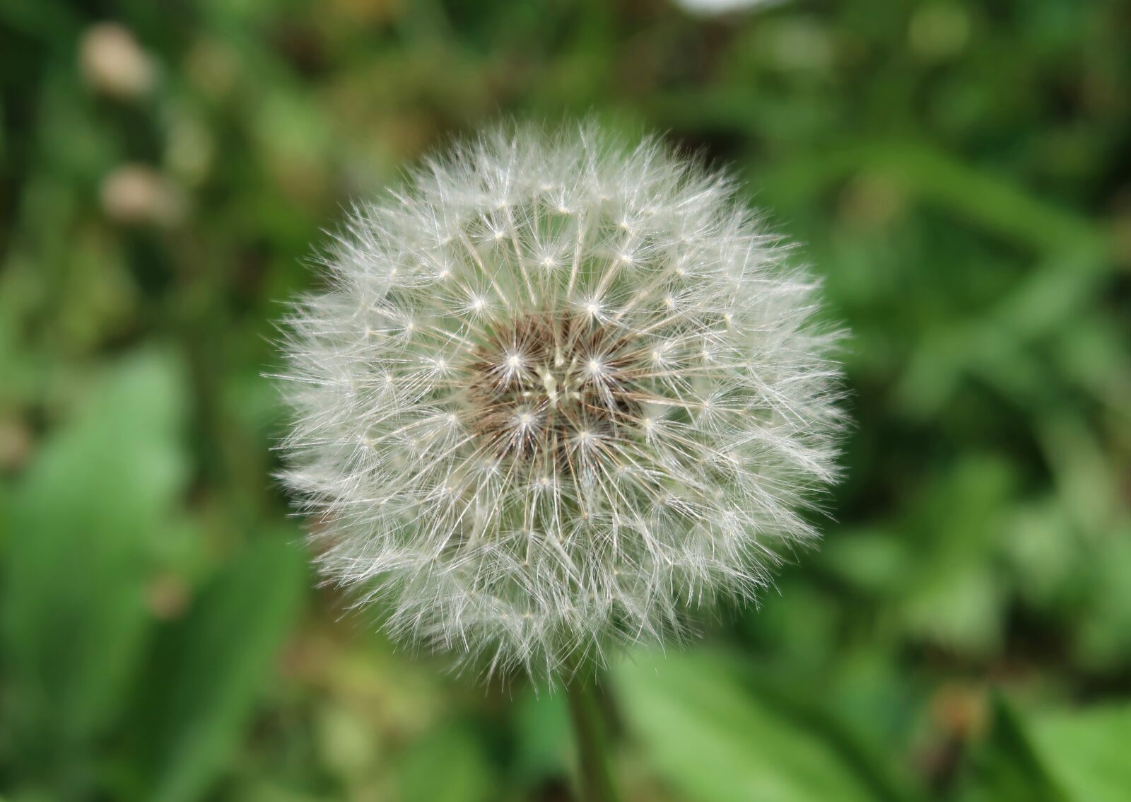 Canon PowerShot G7 X Mark II sample photo. Dandelion, nature, spring photography