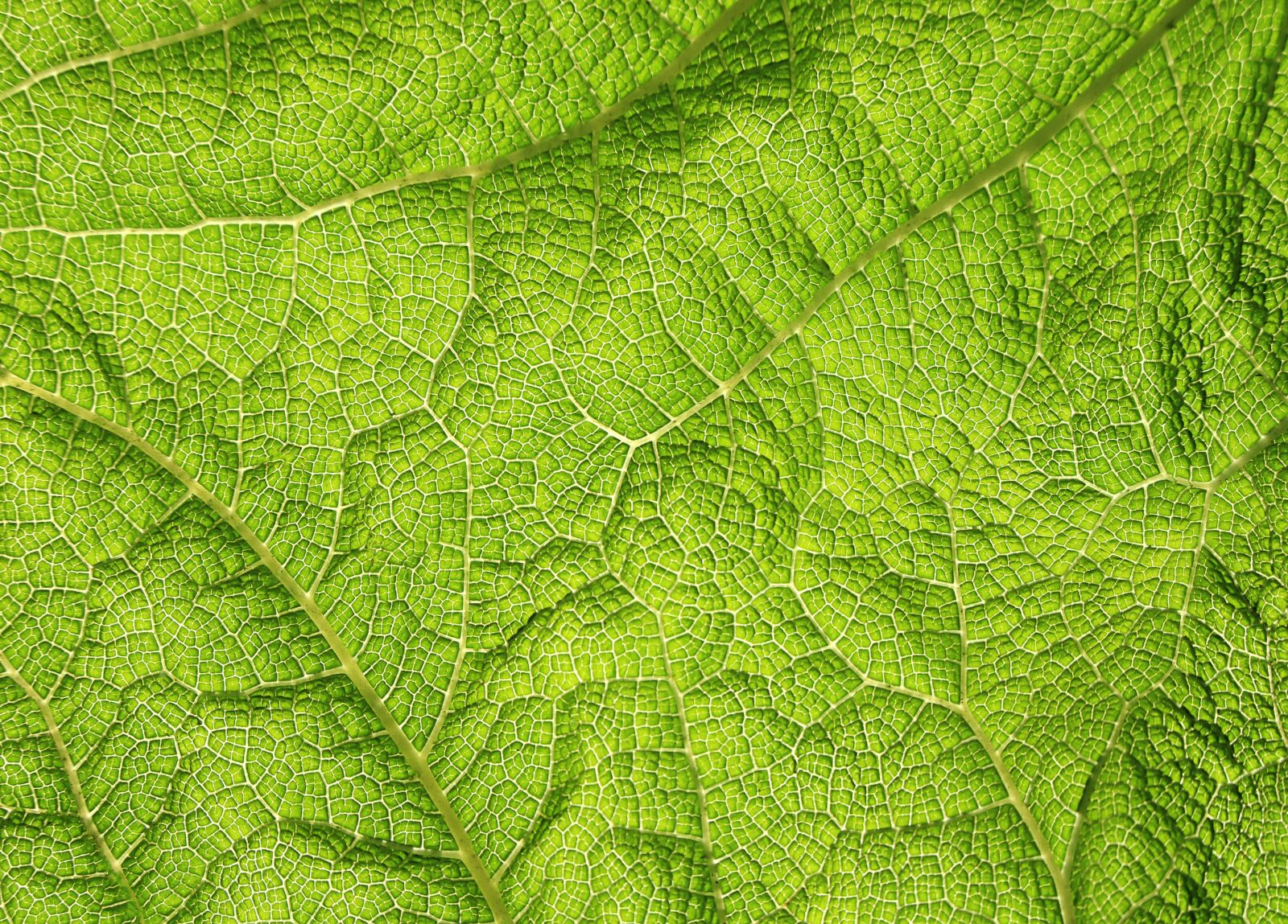 Canon EOS 1300D (EOS Rebel T6 / EOS Kiss X80) sample photo. Structure, nature, texture photography