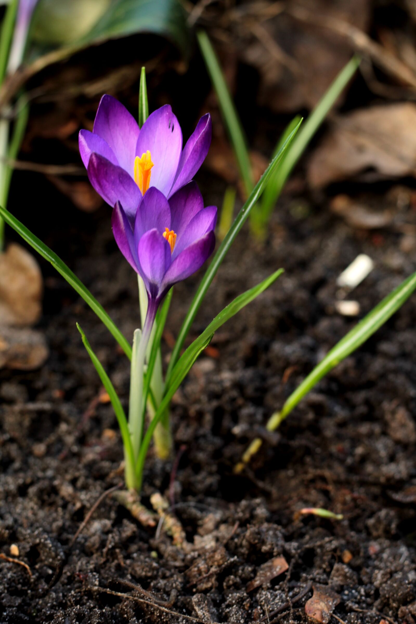 Canon EOS 600D (Rebel EOS T3i / EOS Kiss X5) + Canon EF 50mm F1.8 STM sample photo. Crocus, purple, spring photography