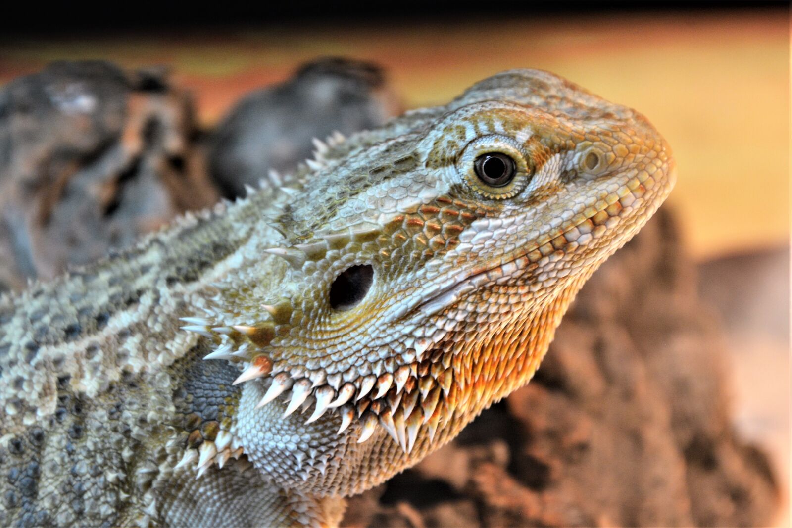 Nikon D7100 sample photo. Bearded dragon, lizard, spurs photography