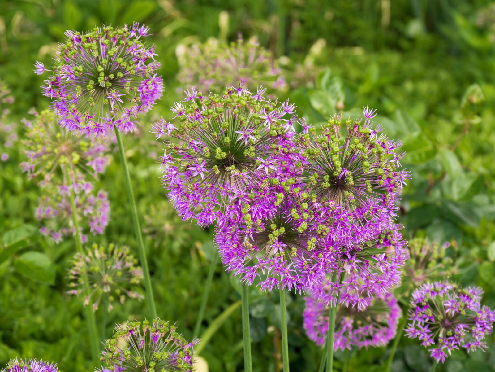 Panasonic DMC-G81 sample photo. Flowers, garden, plant photography