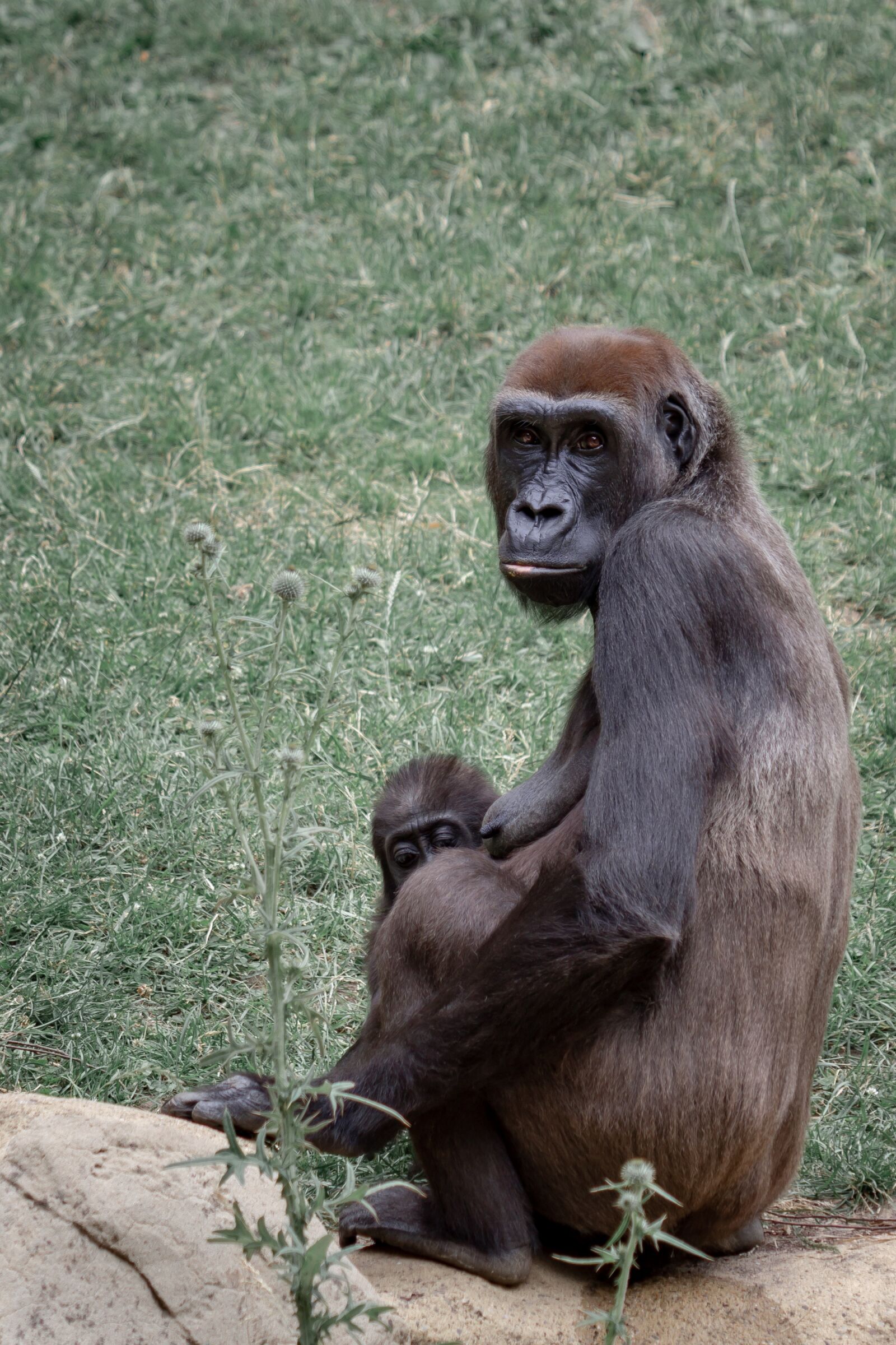 Canon EF 70-300 F4-5.6 IS II USM sample photo. Gorilla, ape, gorilla mother photography