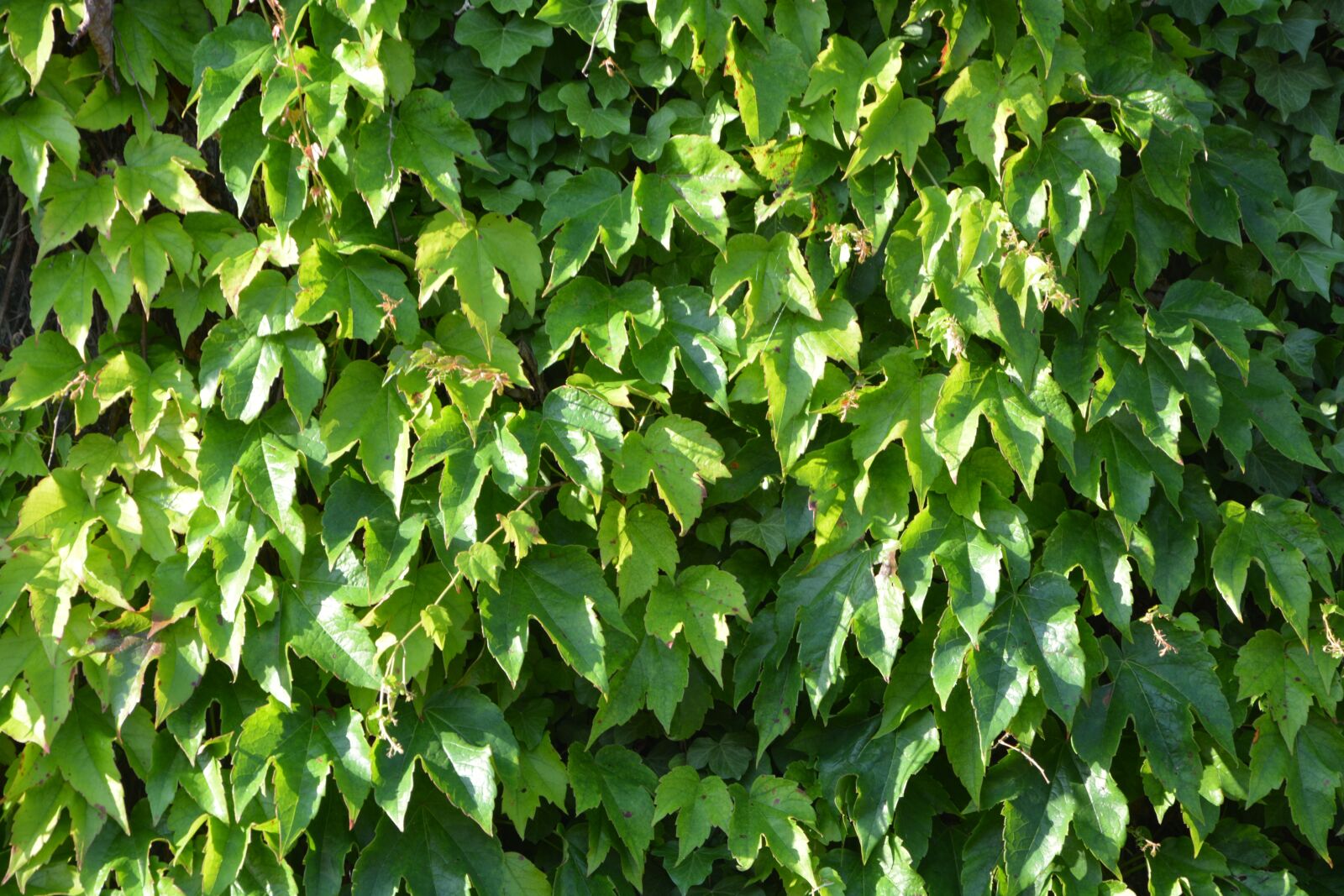 Nikon D5200 sample photo. Vine leaves, decoration wall photography