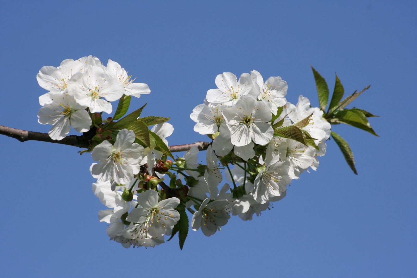 Canon EOS 400D (EOS Digital Rebel XTi / EOS Kiss Digital X) sample photo. Flowers, cherry, spring photography