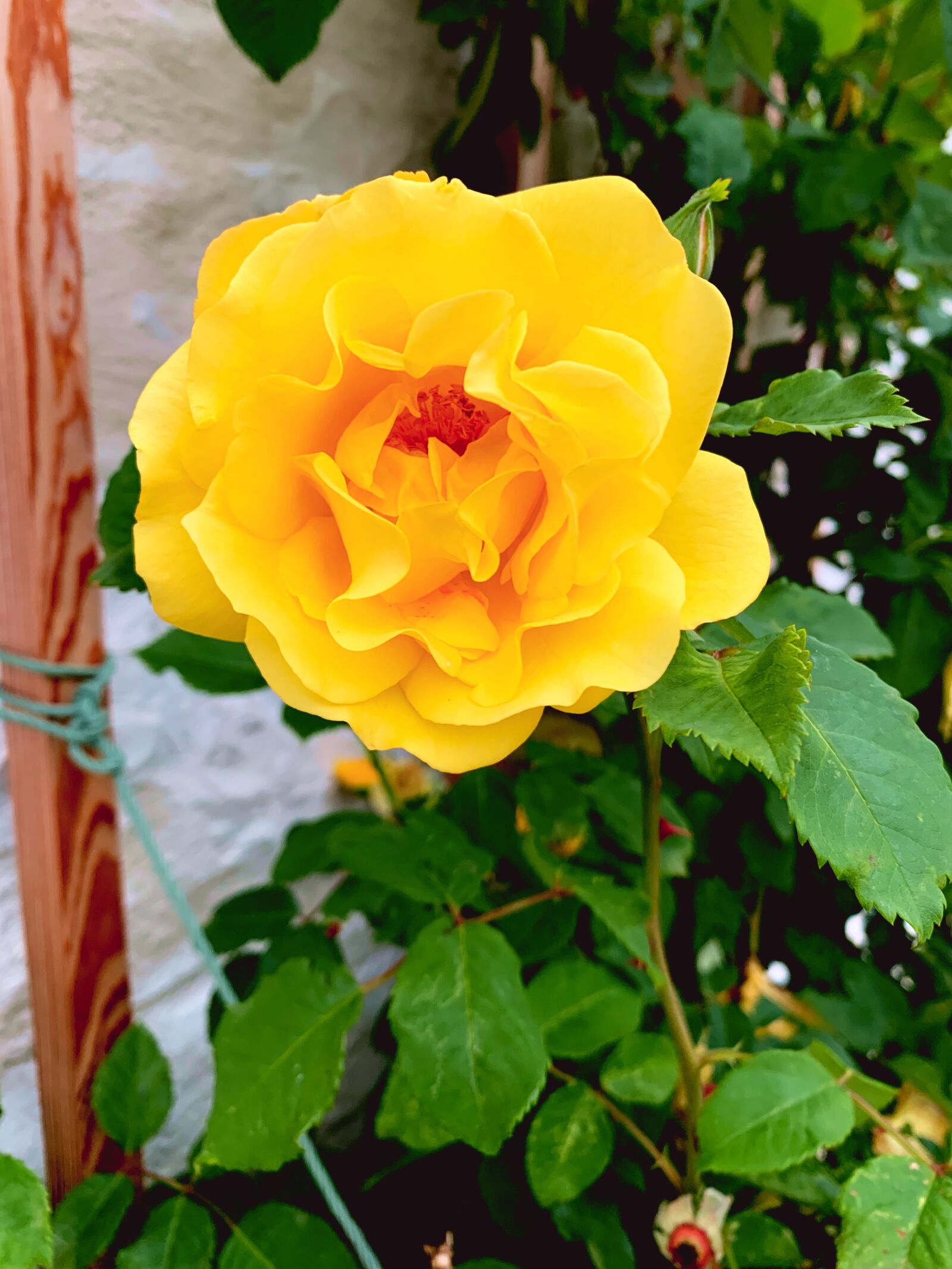 Apple iPhone XS sample photo. Yellow flowers, garden roses photography