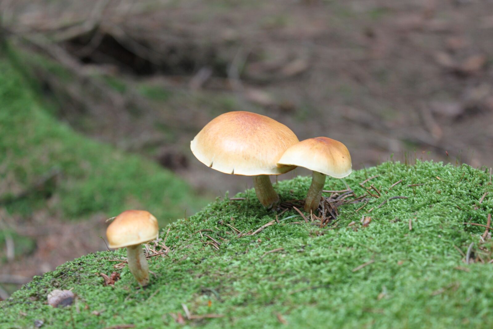 Canon EOS 500D (EOS Rebel T1i / EOS Kiss X3) sample photo. Mushroom, nature, forest photography