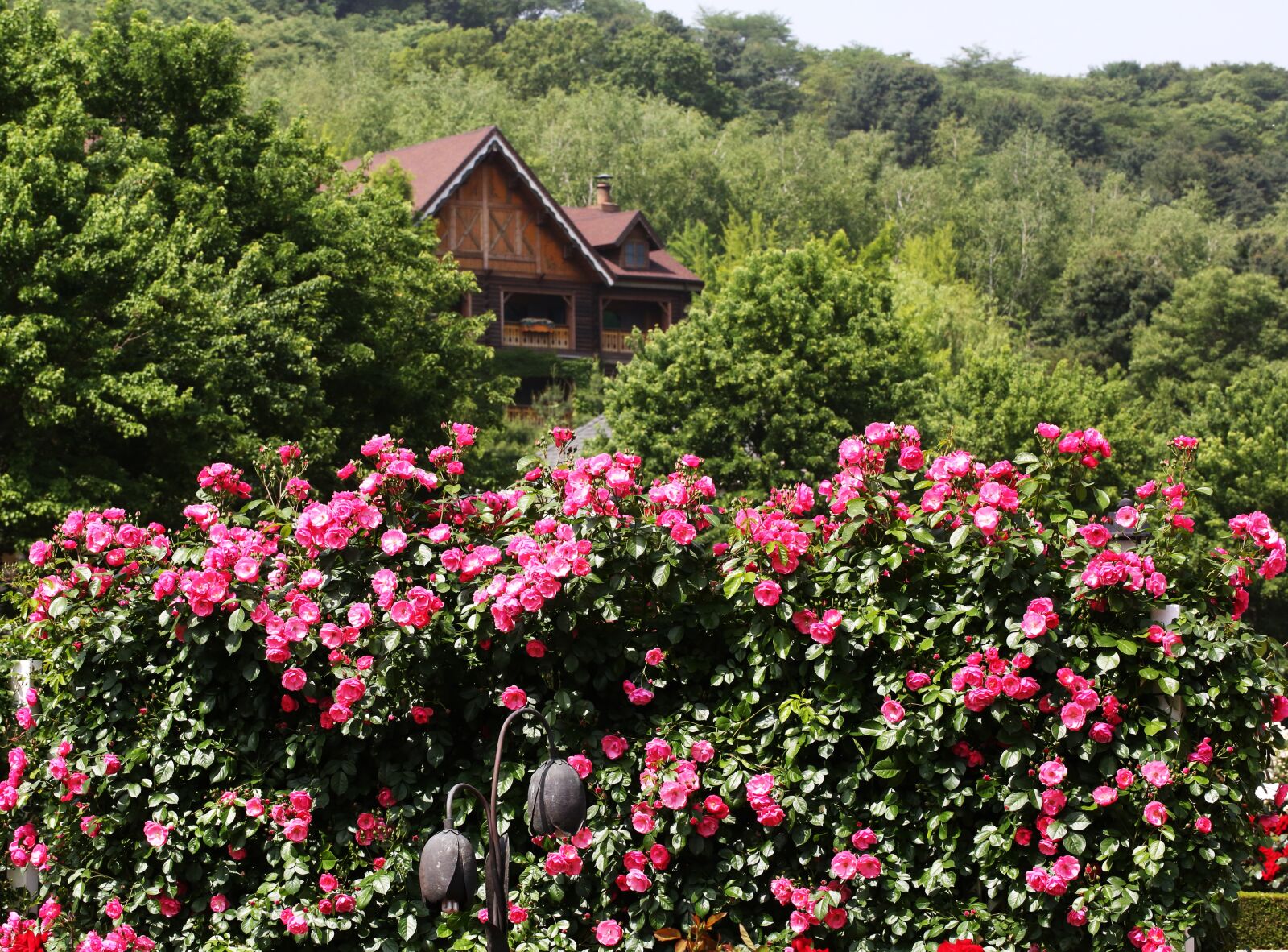 Canon EF 100mm F2.8L Macro IS USM sample photo. Rose, the woods of photography