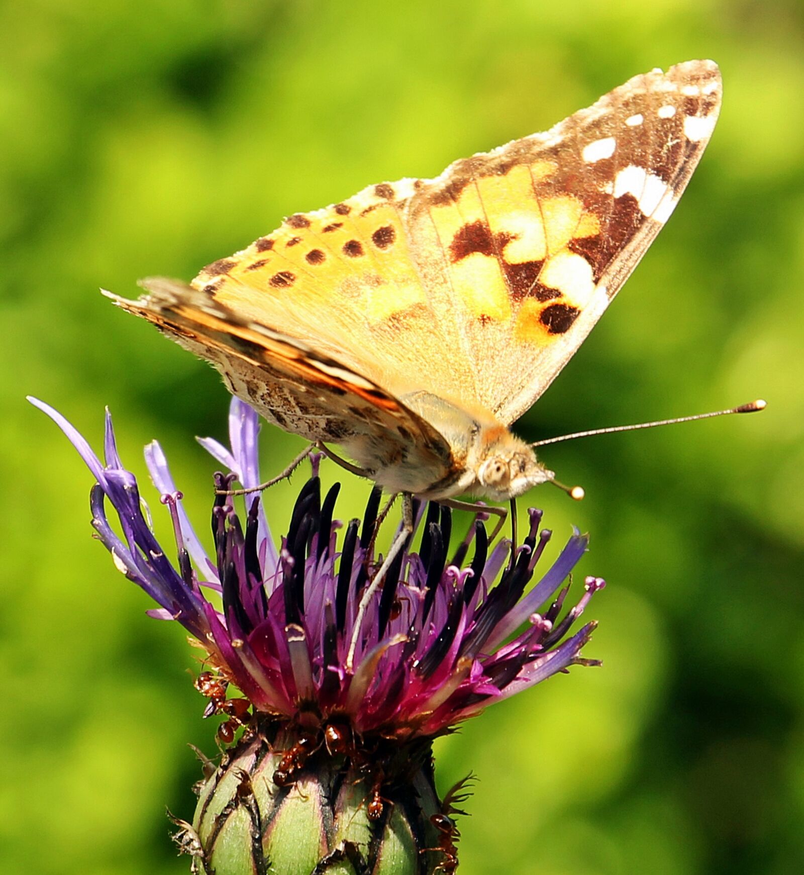 Canon EOS 550D (EOS Rebel T2i / EOS Kiss X4) sample photo. Butterfly, cornflower, ants photography