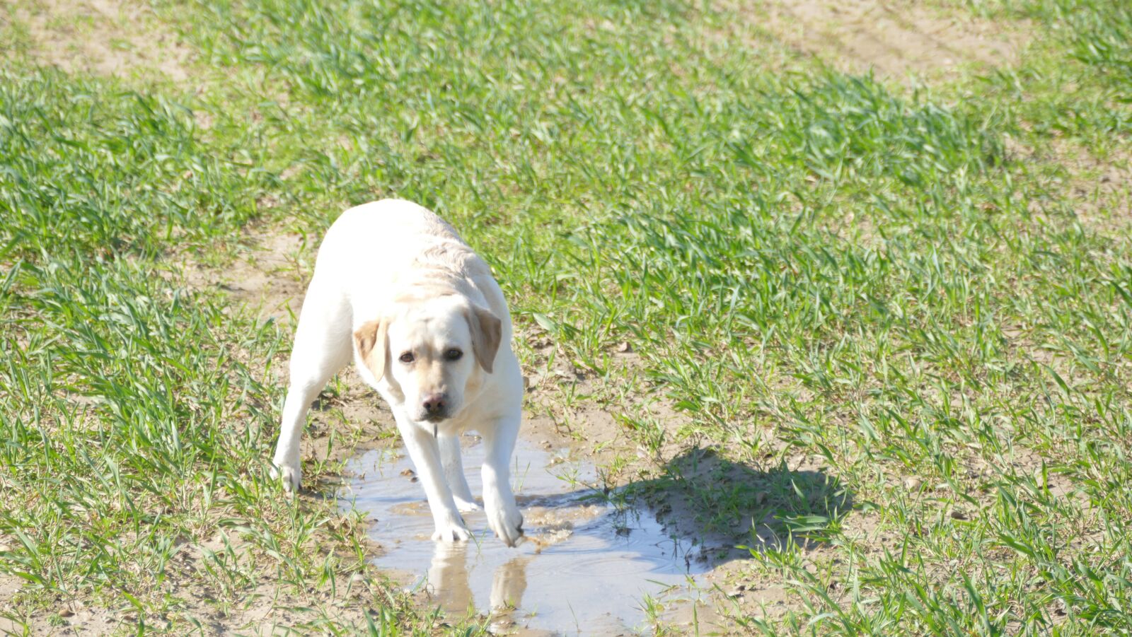 Panasonic Lumix DMC-FZ1000 sample photo. Dog, water, nature photography