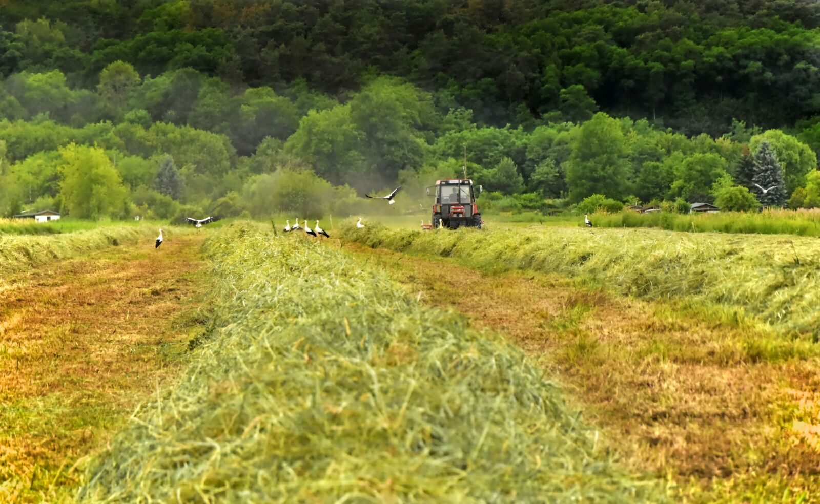 Nikon D5600 sample photo. Hay, harvest, field photography