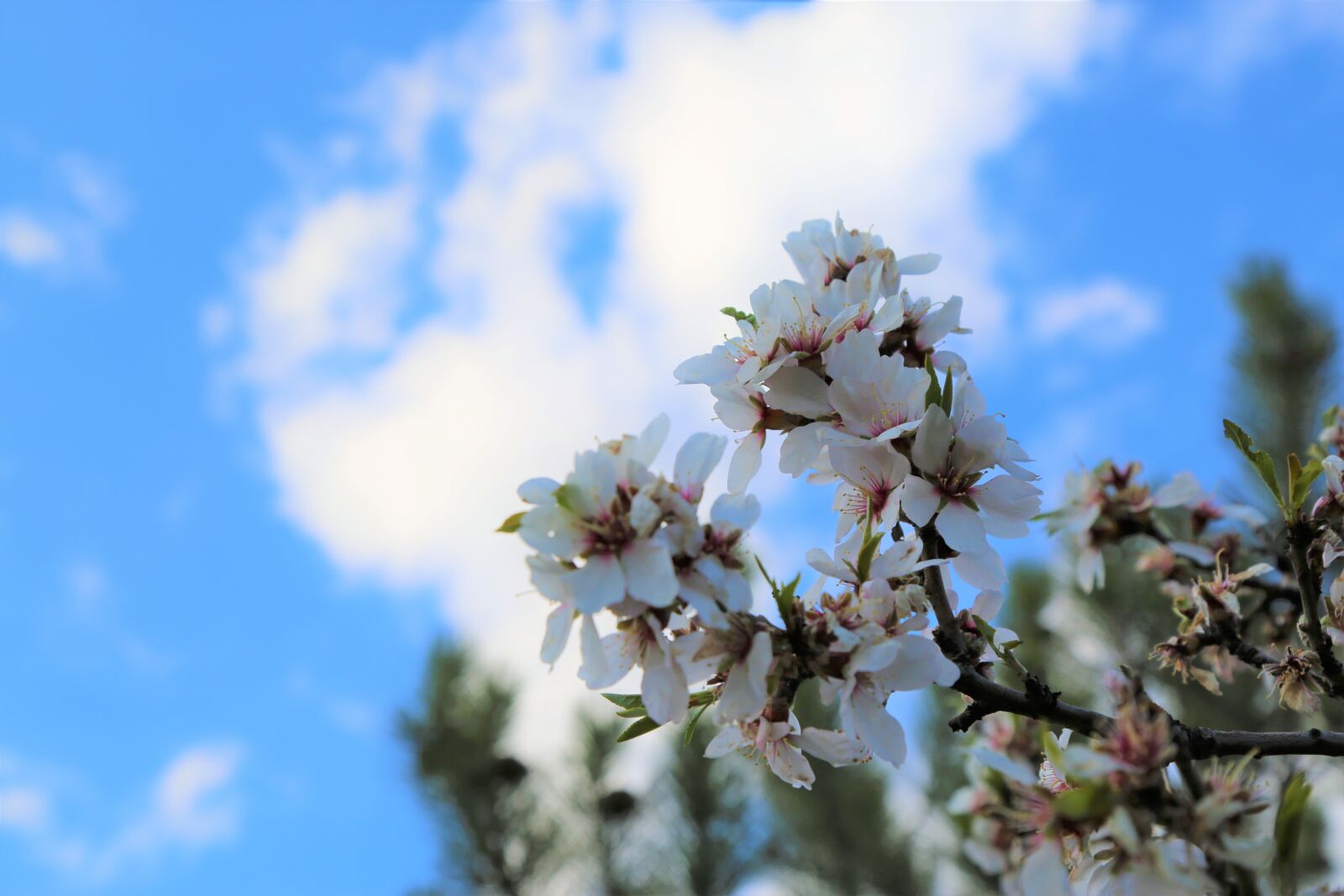 Canon EF 24-105mm F4L IS USM sample photo. Tree, nature, flower photography