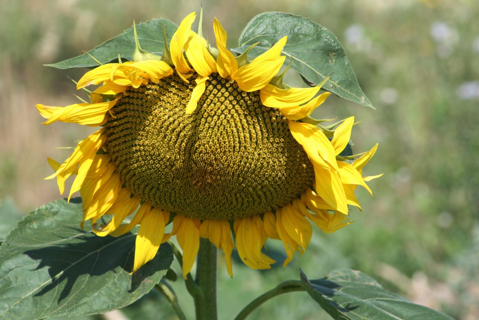 Canon EOS 400D (EOS Digital Rebel XTi / EOS Kiss Digital X) sample photo. Plant, flower, sunflower photography
