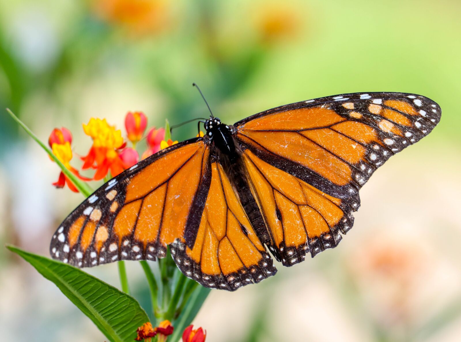 Canon EF-S 55-250mm F4-5.6 IS STM sample photo. Butterfly, insect, nature photography