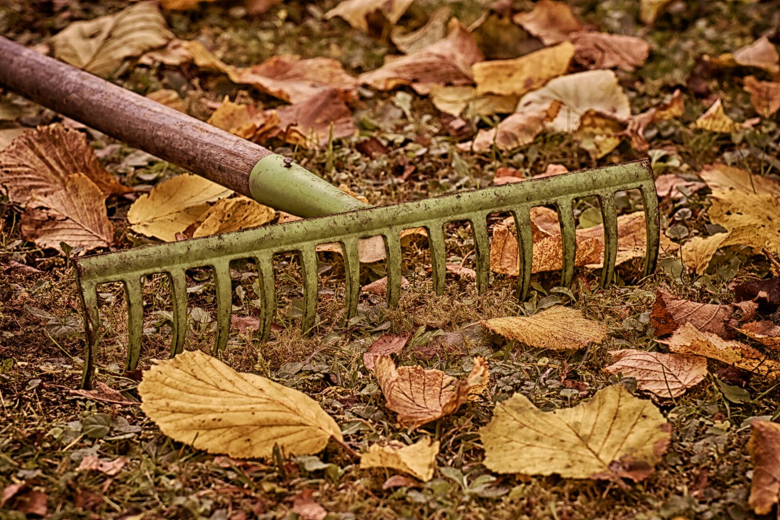 Nikon D7200 sample photo. Autumn, gardening, computing photography