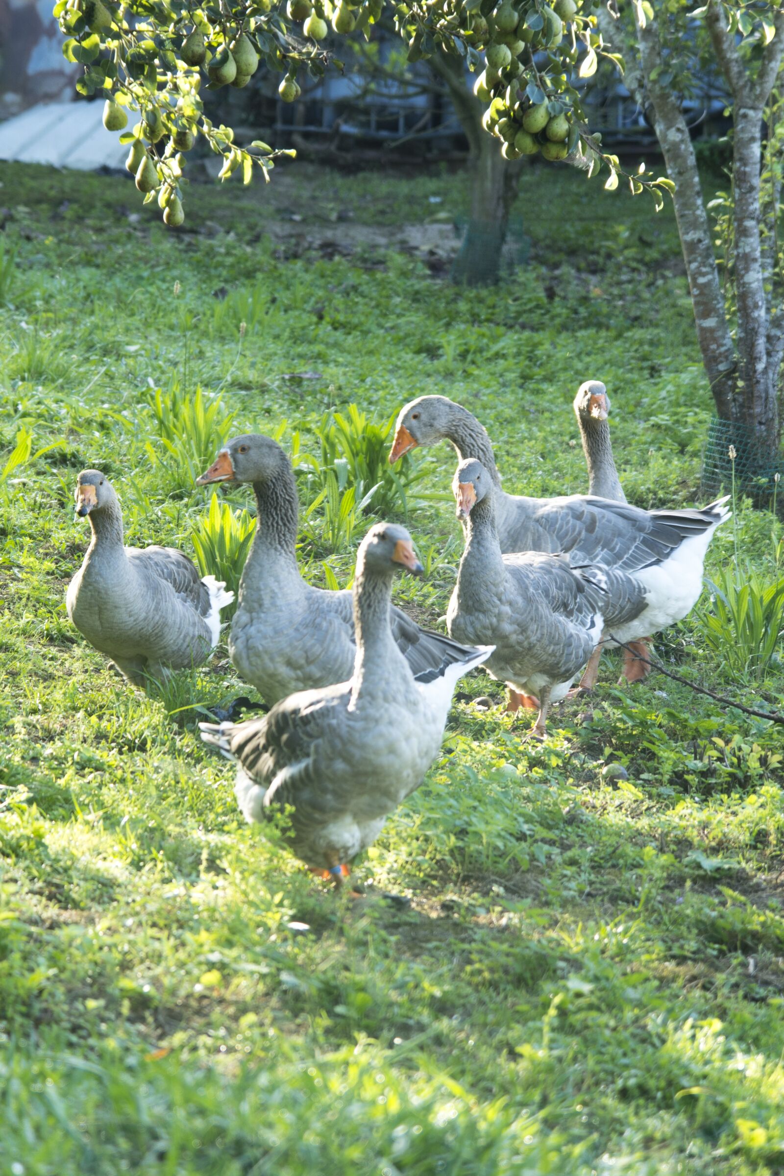 Nikon D7100 sample photo. Geese, village, nature photography