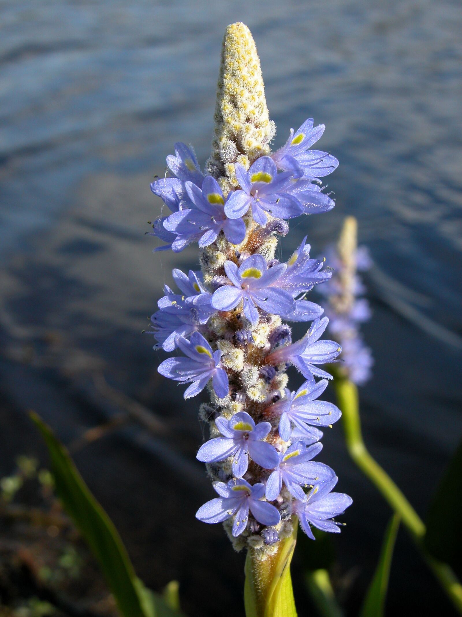 Nikon E5700 sample photo. Wild flower, flower, floral photography
