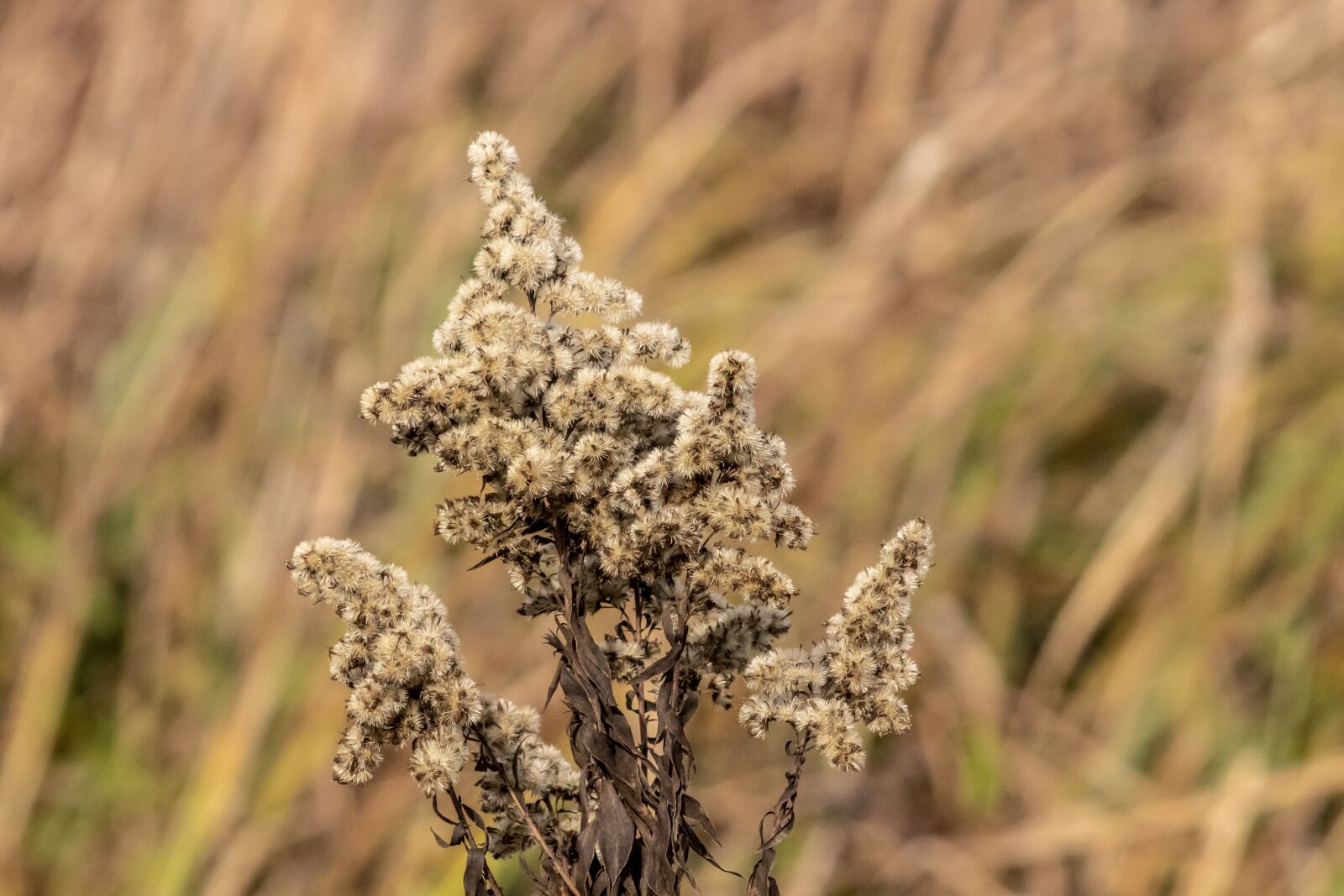 Canon EF75-300mm f/4-5.6 sample photo. Wildflower, goldenrod, meadow flower photography