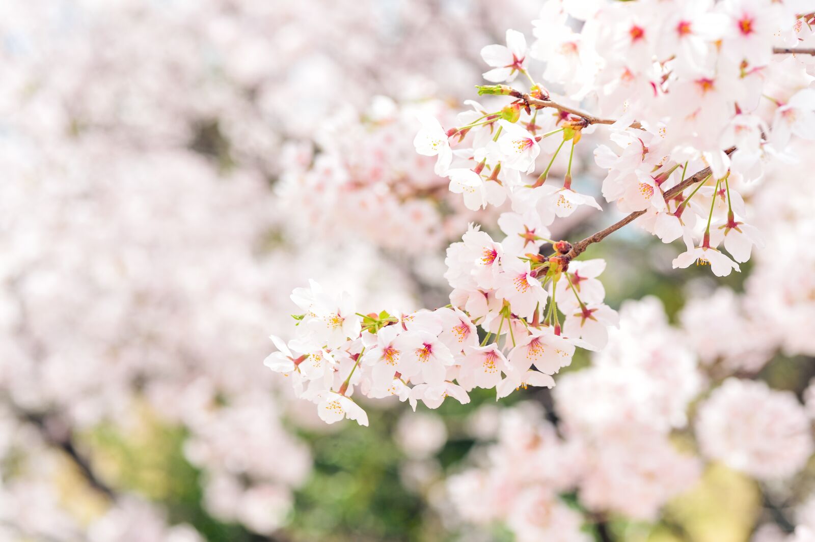 Nikon Df sample photo. Japan, landscape, spring photography