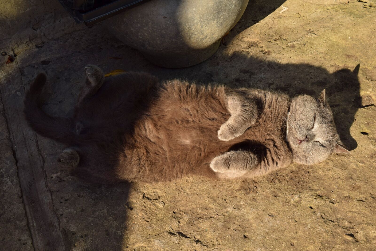 Nikon D3300 sample photo. Cat, autumn, yin and photography