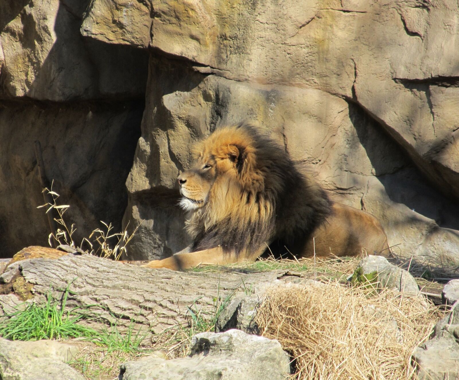 Canon PowerShot SX130 IS sample photo. Lion, feline, big cat photography