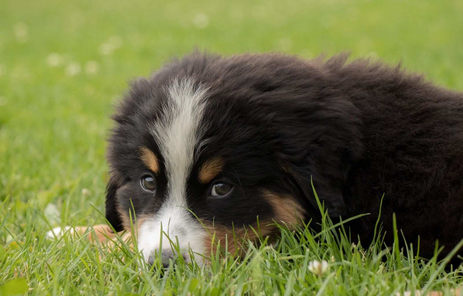 Canon EOS 80D sample photo. Puppy, grass, black photography