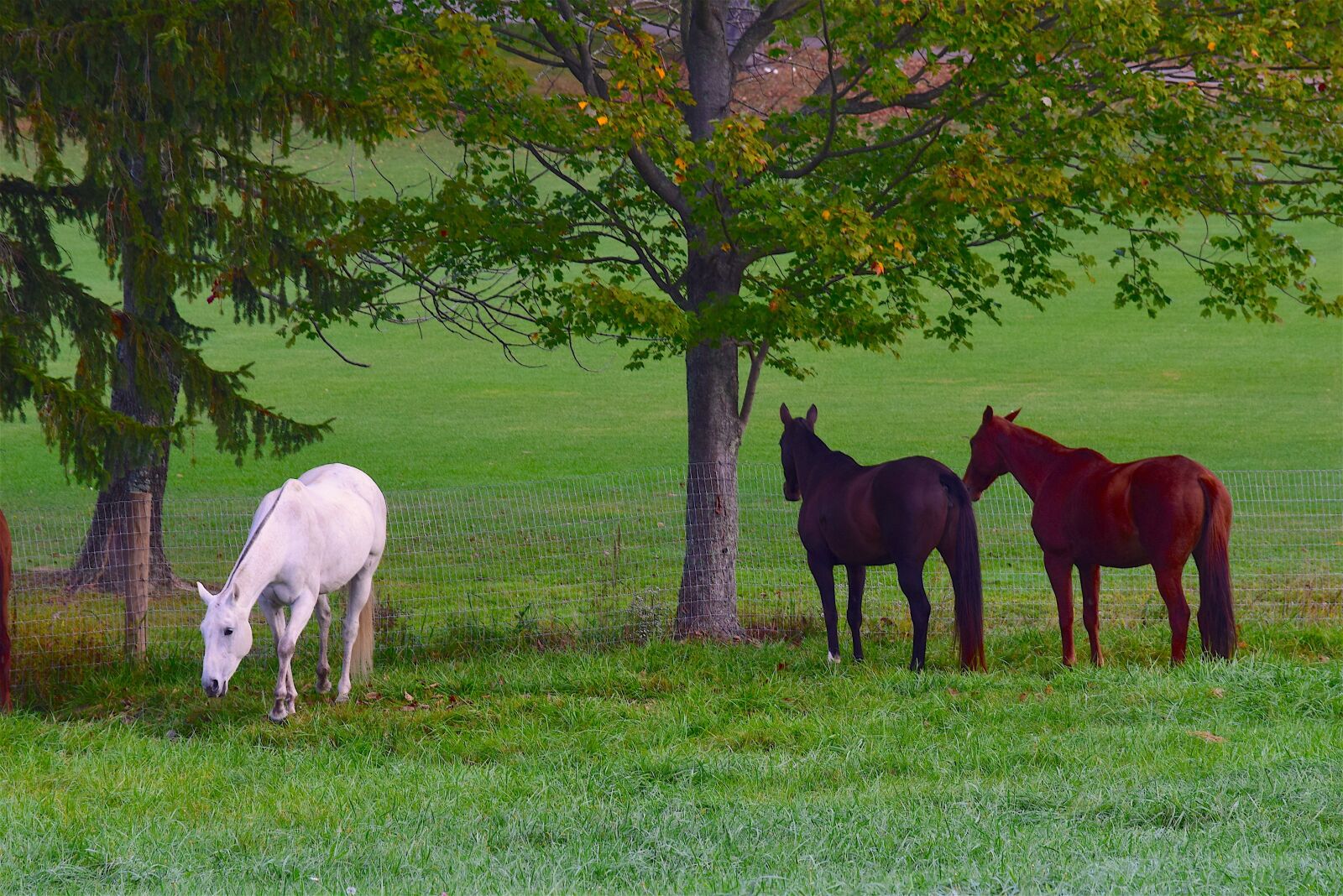 Nikon D3300 sample photo. Horses, field, grass photography