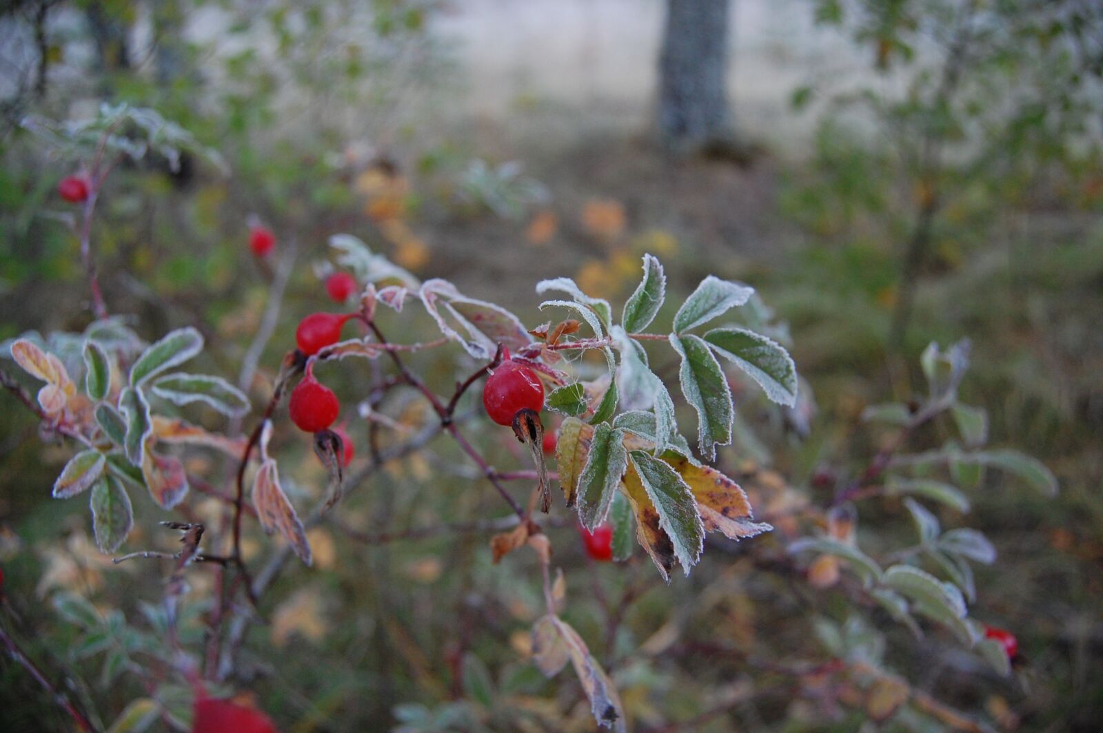 Nikon D40 sample photo. The first frost, nature photography