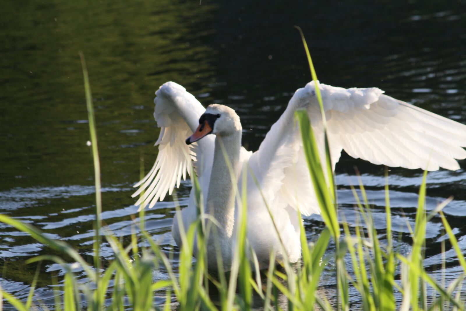 Canon EOS 7D + Canon EF 75-300mm F4.0-5.6 IS USM sample photo. Swan, white swan, bird photography