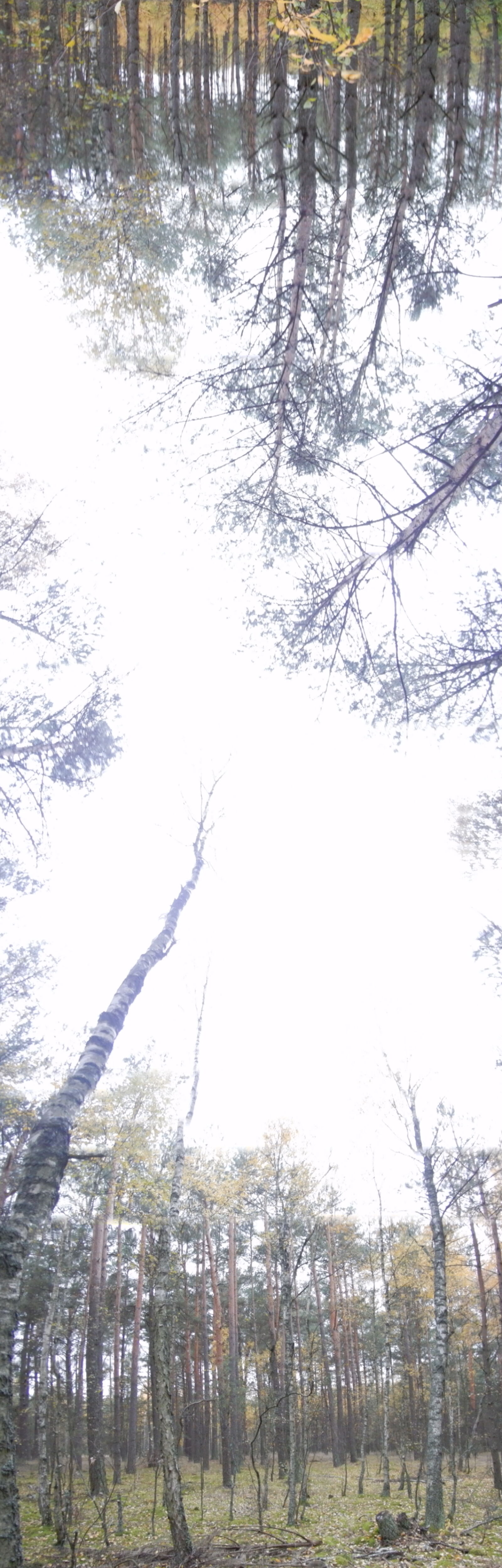 Nikon Coolpix AW130 sample photo. Birches, forest, panorama, sky photography