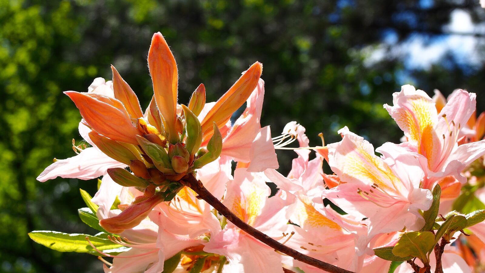 Olympus PEN E-PL6 sample photo. Azalea, flower, azaleas photography