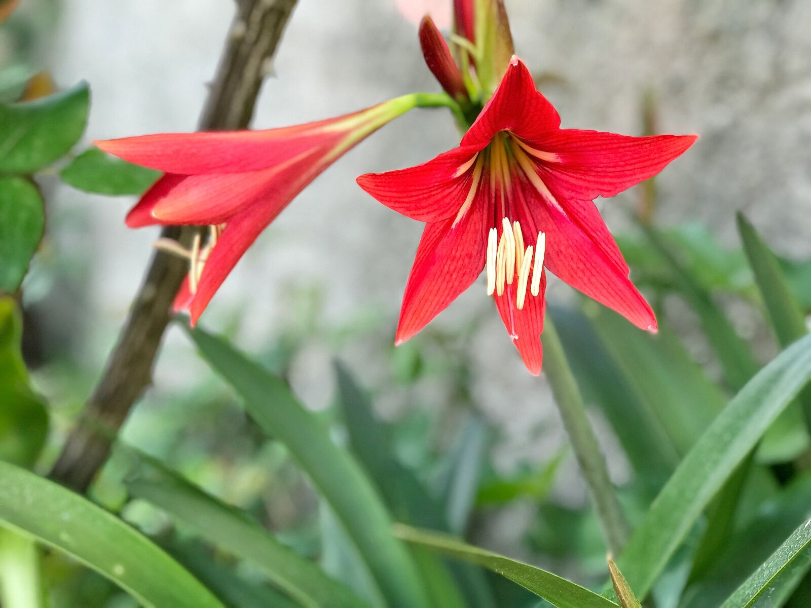 iPhone 7 Plus back dual camera 6.6mm f/2.8 sample photo. Nature, flower, plant photography