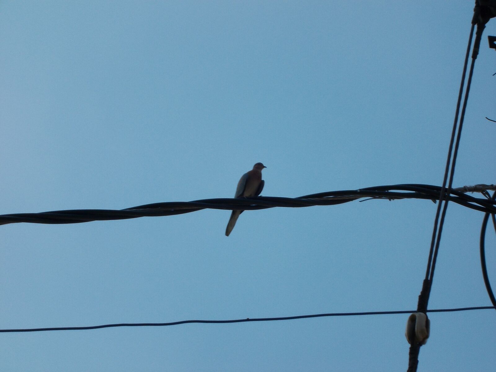 Nikon COOLPIX L25 sample photo. Bird, bird, portrait, electrical photography