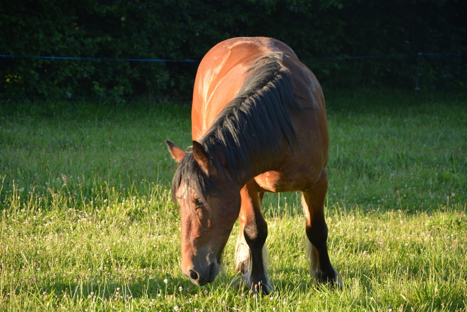 Nikon D5200 sample photo. Horse, standard, horses photography