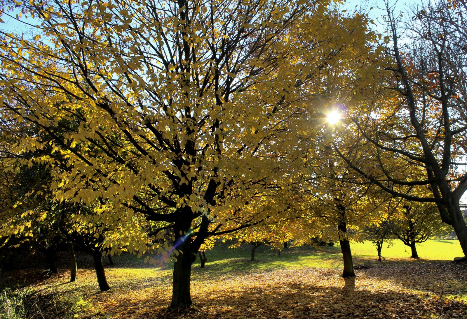 Canon EOS 600D (Rebel EOS T3i / EOS Kiss X5) sample photo. Autumn, trees, sun photography