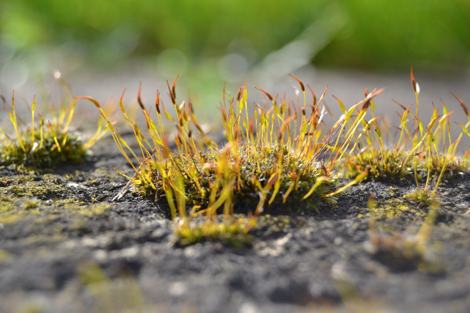 Nikon D3100 sample photo. Moos, natur, wald photography