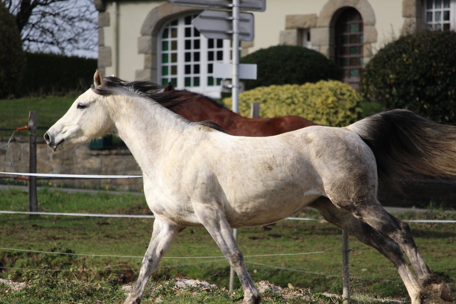 Canon EOS 1200D (EOS Rebel T5 / EOS Kiss X70 / EOS Hi) sample photo. Horse, horses, nature photography