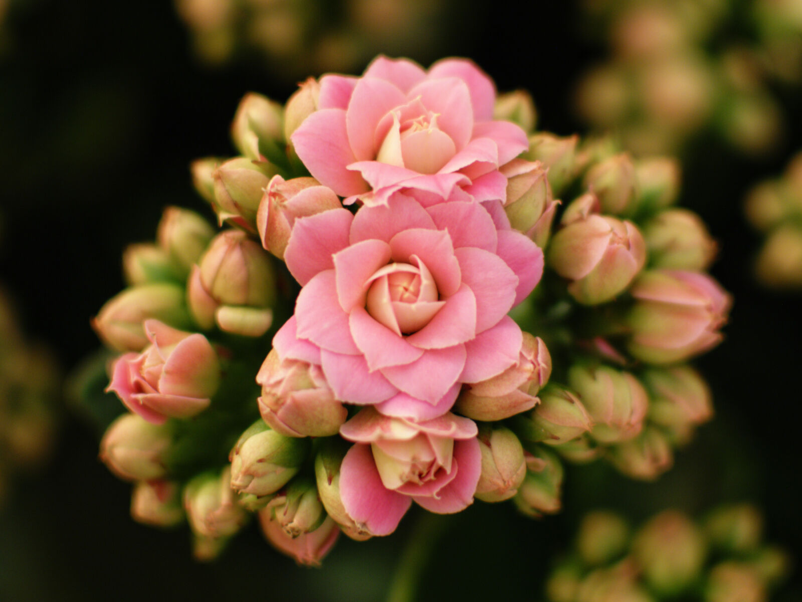 Nikon D3200 + Nikon AF-S DX Nikkor 35mm F1.8G sample photo. Flower, kalanchoe, plant photography