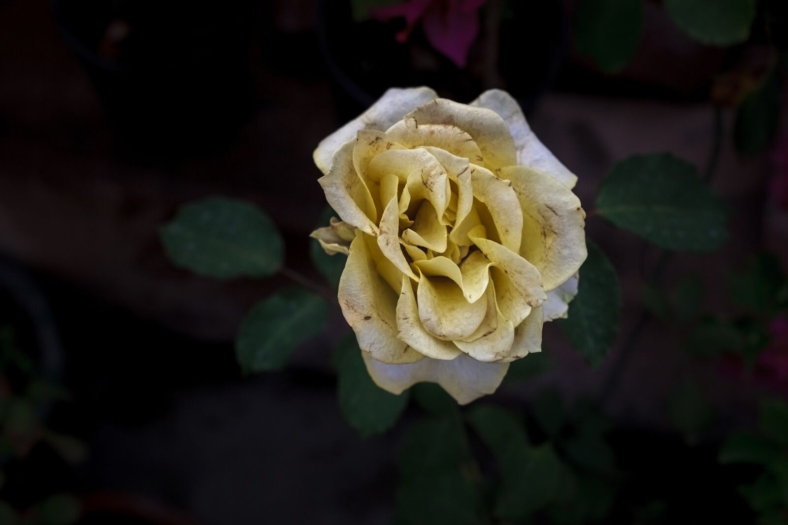 Canon EOS 5D Mark II sample photo. Flower, rose, petal photography