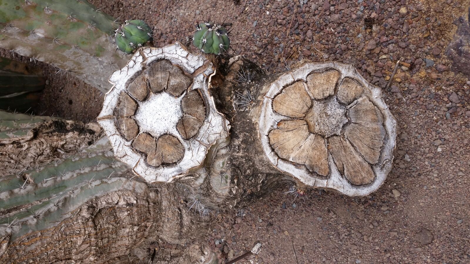 Samsung Galaxy S5 sample photo. Cactus, trunk, tree photography