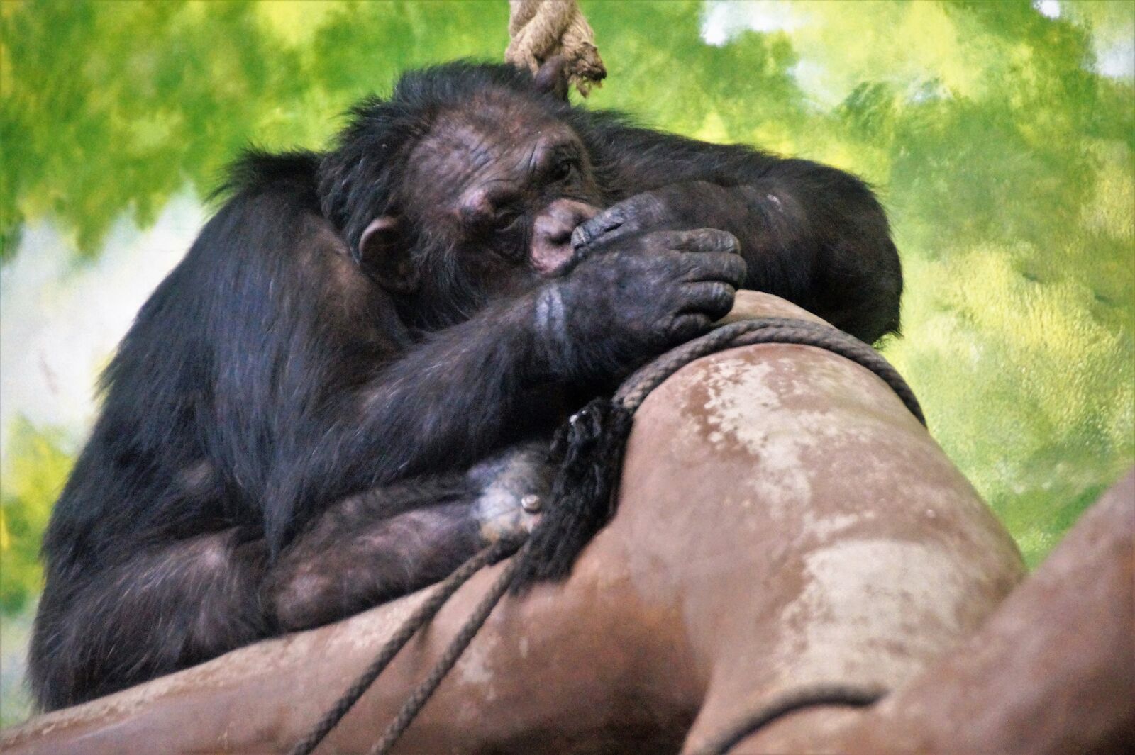 Sony SLT-A58 sample photo. Monkey, sleeping, chimp photography